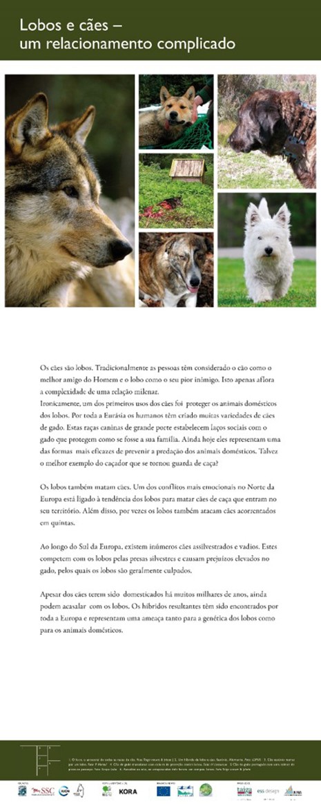 16. Wolves and dogs - a complicated relationship